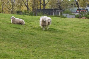 Schafe am Englischen Garten